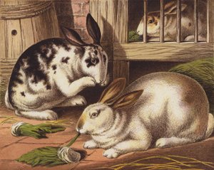 Kaniner af English School